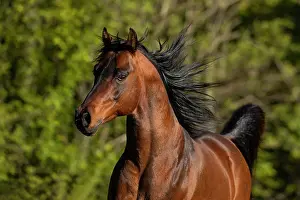 Gloss: Brown thoroughbred Arabian stallion on the pasture