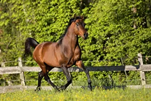 Gloss: Brown thoroughbred Arabian stallion on the pasture