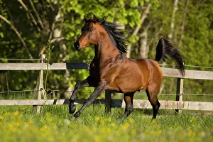 Gloss: Brown thoroughbred Arabian stallion on the pasture
