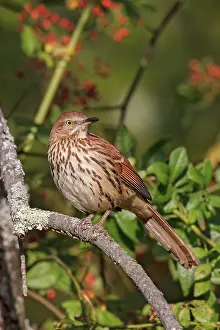 Toxostoma: Brown Thrasher