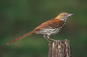 Toxostoma: Brown Thrasher