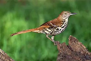 Toxostoma: Brown Thrasher