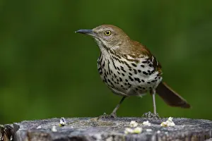 Toxostoma: Brown Thrasher