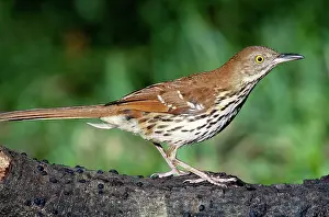Toxostoma: Brown Thrasher