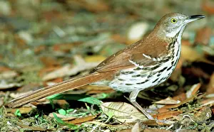 Toxostoma: Brown Thrasher