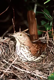 Thrasher: BROWN THRASHER