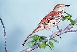 John Dunning: BROWN THRASHER - on branch