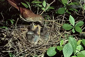 Toxostoma: Brown Thrasher with chicks
