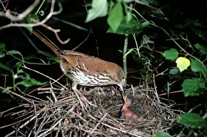Toxostoma: Brown Thrasher - at nest feeding chick