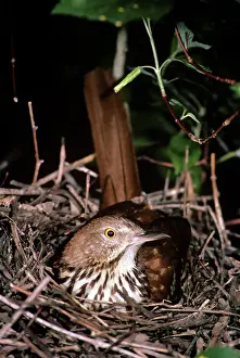 Toxostoma: Brown Thrasher - at nest in June