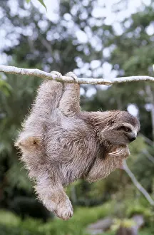 Contentment: BROWN THREE-TOED SLOTH - hanging from branch