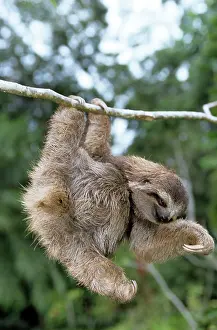 Sloths: Brown-throated 3-toed Sloth
