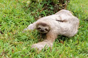 Sloths: Brown-throated 3 Toed Sloth - male