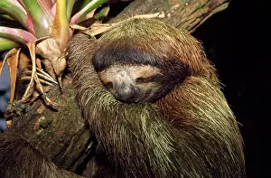 Sloths: Brown-throated 3-Toed Sloth - sleeping