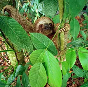 Variegatus: Brown-throated sloth (Bradypus variegatus), in the