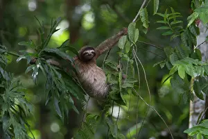Creeper: Brown-throated sloth (Bradypus variegatus) hanging