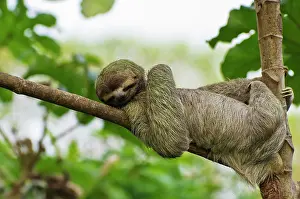 Rican: Brown-throated sloth (Bradypus variegatus), male