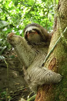 Sloths: Brown-throated Three-toed Sloth