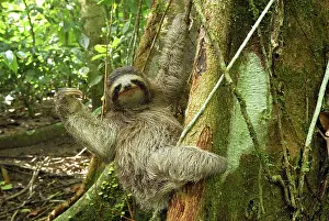 Sloths: Brown-throated Three-toed Sloth