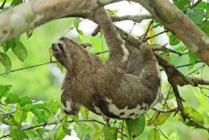 Sloths: Brown-throated Three-toed Sloth