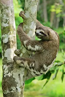 Sloths: Brown-throated Three-toed Sloth