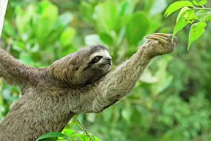 Sloths: Brown-throated Three-toed Sloth