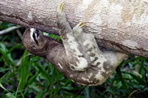 Sloths: Brown-throated Three-toed Sloth