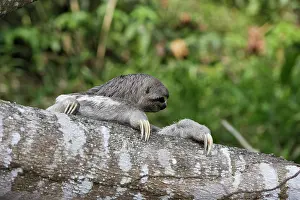 Sloths: Brown-throated Three-toed Sloth