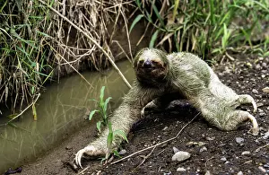 Sloths: Brown-throated Three-toed Sloth