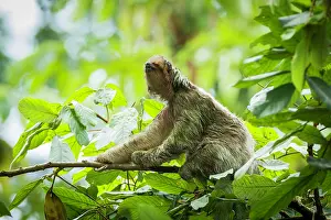 Variegatus: Brown-throated Three-toed Sloth