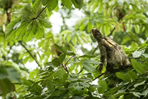 Canopy: Brown-throated Three-toed Sloth