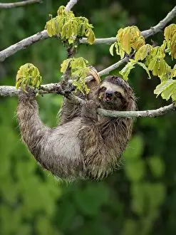 Hung: Brown-throated Three-toed Sloth (Bradypus varieg