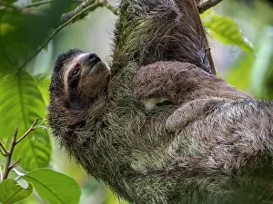 Held: Brown-throated Three-toed Sloth (Bradypus varieg