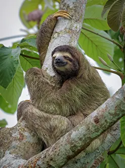 Siesta: Brown-throated Three-toed Sloth (Bradypus varieg