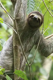 Suspend: Brown-throated Three-toed Sloth (Bradypus variegatus)