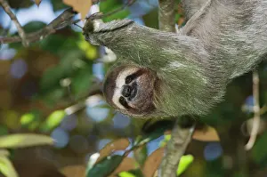 Rican: Brown-throated Three-toed Sloth (Bradypus variegatus)