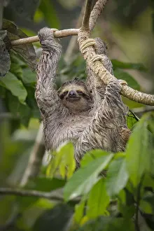 Suspend: Brown-throated Three-toed Sloth (Bradypus variegatus)