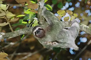 Headfirst: Brown-throated Three-toed Sloth (Bradypus variegatus)