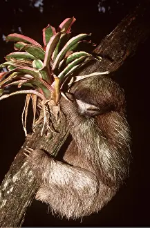 Sloth: Brown-throated Three-toed Sloth - clinging to branch
