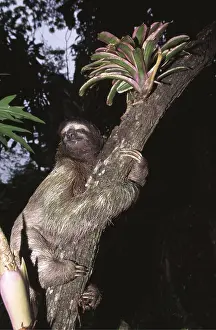 Sloth: Brown-throated Three-toed Sloth - clings to tree
