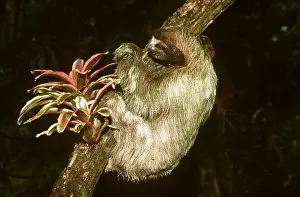 Sloth: Brown-throated Three-toed Sloth - clings to tree