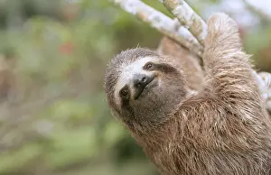 Hanging: Brown-throated Three-toed Sloth - close-up of head