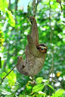 Sloths: Brown-throated Three-toed Sloth - Hanging from tree