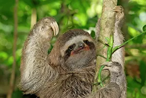 Sloths: Brown-throated Three-toed Sloth - Hanging from tree