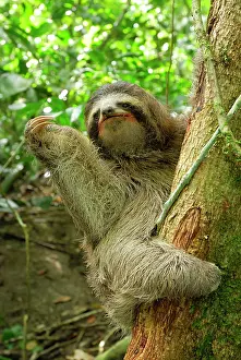 Sloths: Brown-throated Three-toed Sloth - Hanging from tree