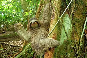 Sloths: Brown-throated Three-toed Sloth - Hanging from tree