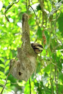 Sloths: Brown-throated Three-toed Sloth - Hanging from tree