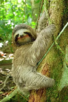 Sloths: Brown-throated Three-toed Sloth - Hanging from tree