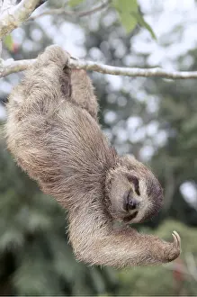 Upside: Brown-throated Three-Toed Sloth - Hanging upside