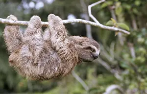 Upside: Brown-throated Three-Toed Sloth - Hanging upside